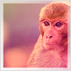 Monkeys avatars