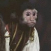 Monkeys avatars