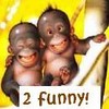 Monkeys avatars