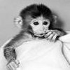 Monkeys avatars