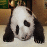 Panda avatars