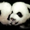 Panda avatars