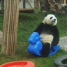 Panda avatars
