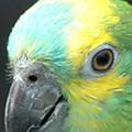 Parrot avatars