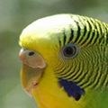 Parrot avatars