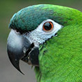 Parrot avatars