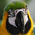 Parrot avatars