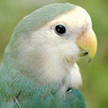 Parrot