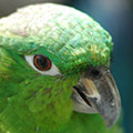 Parrot avatars