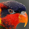 Parrot avatars