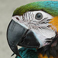 Parrot avatars