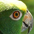 Parrot avatars