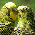 Parrot avatars