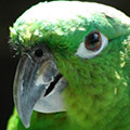 Parrot avatars