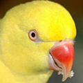 Parrot avatars