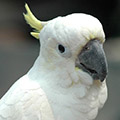 Parrot avatars