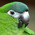 Parrot avatars