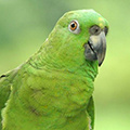 Parrot avatars