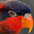 Parrot avatars