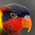 Parrot avatars