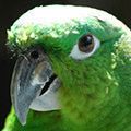 Parrot avatars