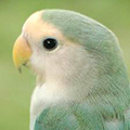 Parrot avatars