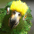 Parrot avatars