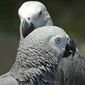 Parrot avatars