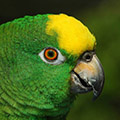 Parrot