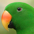 Parrot avatars