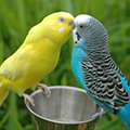 Parrot avatars