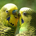 Parrot avatars