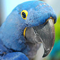 Parrot avatars