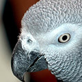 Parrot avatars