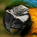 Parrot avatars