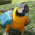 Parrot