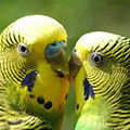 Parrot avatars