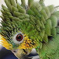 Parrot avatars