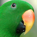 Parrot avatars