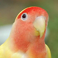 Parrot avatars