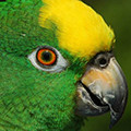 Parrot avatars