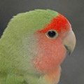 Parrot avatars