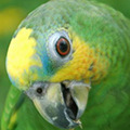 Parrot avatars