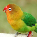 Parrot avatars