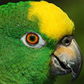 Parrot avatars