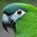 Parrot avatars