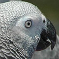 Parrot avatars