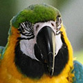 Parrot avatars