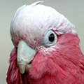 Parrot avatars