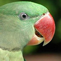 Parrot avatars